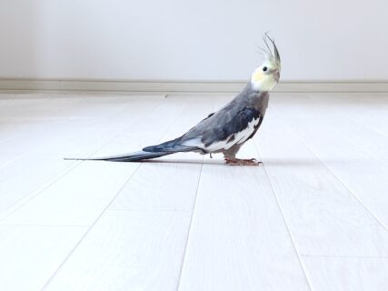 オカメインコ北海道【Birdy Coco】です